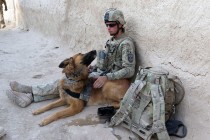 Dogs in Warfare