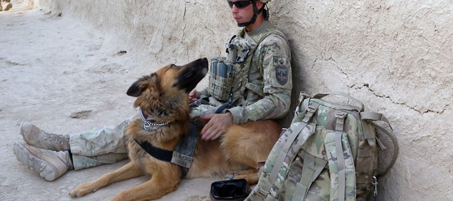 Dogs in Warfare