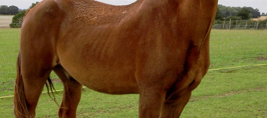 World’s oldest horse dies