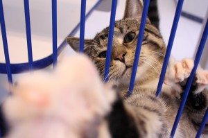 An orphaned cat reaches through the bars of its cage at the Windsor Essex County Humane Society on Jan. 30. 