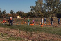 Pumpkin patch’s last pick