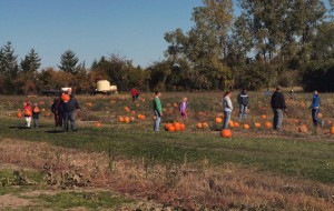 People picking their own pumpkins at McLeod Farm’s pick-your-own pumpkin patch on Sunday Oct. 12, 2014 in Cottam, Ont. (Photo by: Klay Coyle)