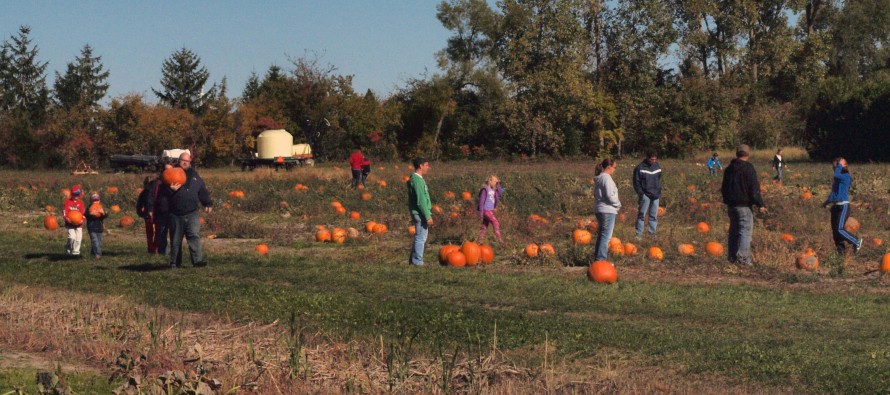 Pumpkin patch’s last pick