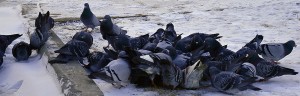 A flock of pigeons eat bread crumbs at the riverfront on Jan. 30. The cold weather and snow-covered grounds make it hard for pigeons to find food. Photo by Victoria Parent.