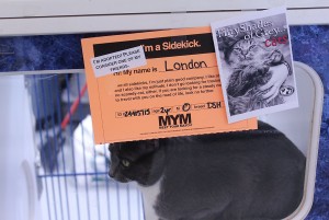 London was one of the seven grey cats to find their home during the Windsor/Essex County Humane Society’s “Fifty Shades of Grey…Cats” promotion held on Saturday, Feb. 14.   All adult grey cats had their adoption fees lowered to $50 for the event that coincided with the movie release of Fifty Shades of Grey (Photo by Ashley Ann Mentley).