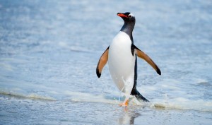 (A Rockhopper penguin makes a splash on the Falkland Island beaches on the Telasco family trip during Christmas break  - Photo provided by Jason Telasco)