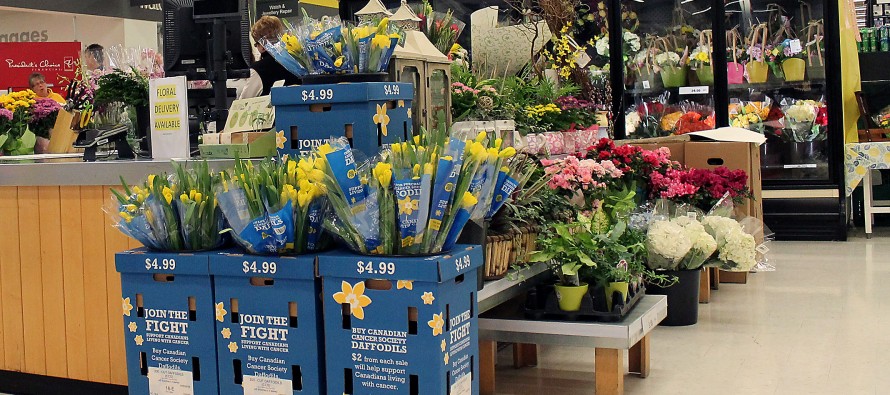 Daffodil pins make their return for Daffodil Month