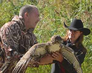 Raptor bander Corey Balkwill hands Red-tailed hawk to Michelle Stein for release during the Festival of the Hawks.
