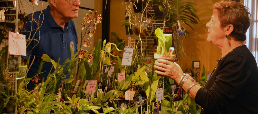 Orchid show vendor