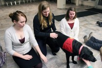 Lending a therapeutic paw to students