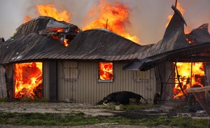 A deceased cow lies outside a barn that is the scene of the fire at Jobin Farms April 18. Photo by Kati Panasiuk 