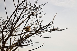 WINDSOR, ON -- A small sparrow rests on a tree next to the Detroit River. Spring weather has finally come back to Windsor and both people and wildlife are enjoying it. (Photo by: Victoria Parent) 