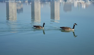 WINDSOR ON -- March 21, 2017. -- A pair of geese swim down the Detroit River on Tuesday March 21, 2017. Environment Canada said to expect warm spring weather in the upcoming week.  (Photo By Victoria Parent)