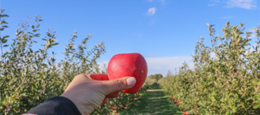 Heat wave causing orchards to produce abundance of apples