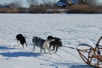 Little stands in the way of a sled dog and its love of running