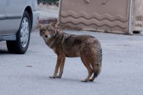Coyotes causing fear in Essex County