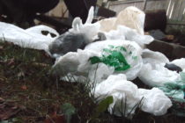 Plastic pollutes population