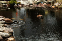 Overpopulation of Canada geese in Windsor-Essex
