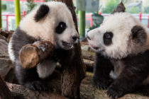 Panda twins on display at German zoo