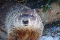 Groundhogs almost unanimous for an early spring