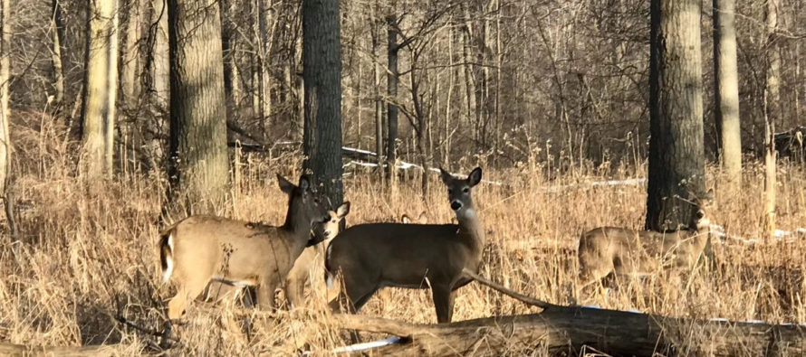 Ojibway eco-passage would protect animals, say animal advocates