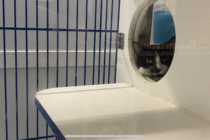 Windsor Humane Society rescues animals in the weather