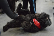 St. John Ambulance Therapy Dogs visit St. Clair College