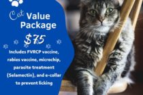 Windsor offering spay neuter vouchers for cats