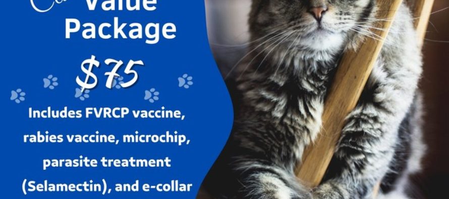 Windsor offering spay neuter vouchers for cats