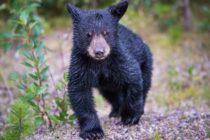 Wild Bear Cub Found in Windsor Van