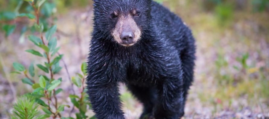 Wild Bear Cub Found in Windsor Van