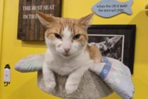 Yay For Strays Cat Café Helps Find ‘Furever’ Homes