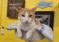 Yay For Strays Cat Café Helps Find ‘Furever’ Homes